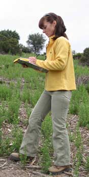 Cheryl monitoring French broom